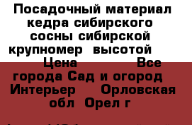 Посадочный материал кедра сибирского (сосны сибирской) крупномер, высотой 3-3.5  › Цена ­ 19 800 - Все города Сад и огород » Интерьер   . Орловская обл.,Орел г.